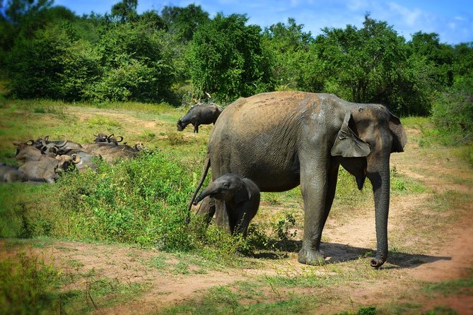 Udawalawe National Park 6-Hour Private Safari Tour - Elephants, buffalo, crocodiles, and birds