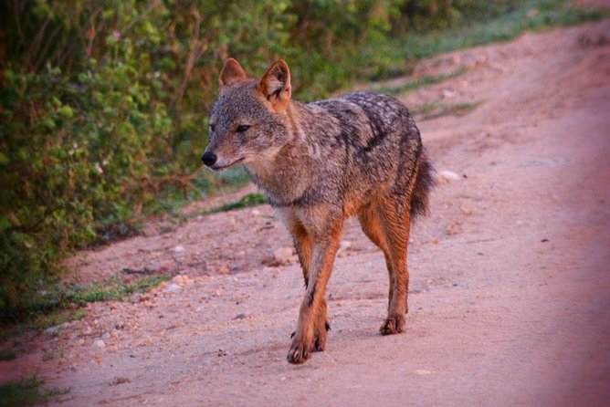 Udawalawe National Park 6-Hour Private Safari Tour - Who will enjoy this safari most?