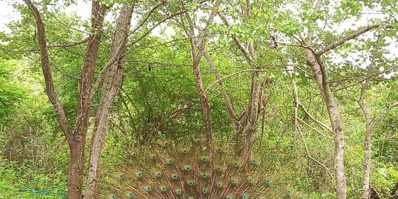 Udawalawe National Park - 7 Hours Private Safari tour - Key points to know before booking