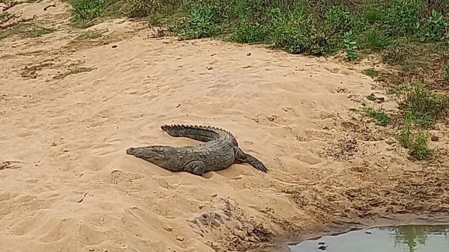 Udawalawe National Park - 7 Hours Private Safari tour - Gimhana’s spotting skills can make a big difference