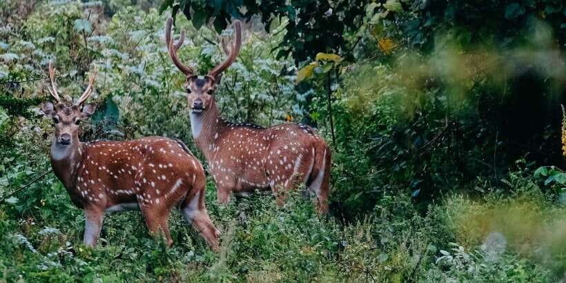 Udawalawe National Park - 7 Hours Private Safari tour - The $53 price: good value, with park fees added