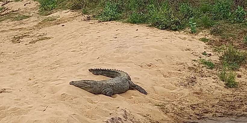 Udawalawe National Park - 7 Hours Private Safari tour - What the seven-hour schedule means for you