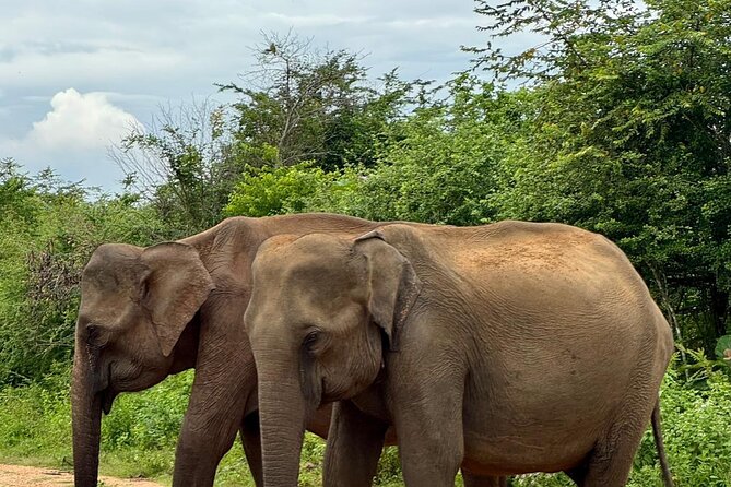 Udawalawe National Park Day trip - What the $195 Price Really Covers