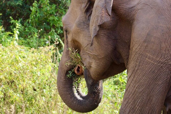 Udawalawe National Park Day trip - Practical Tips for Making the Day Better