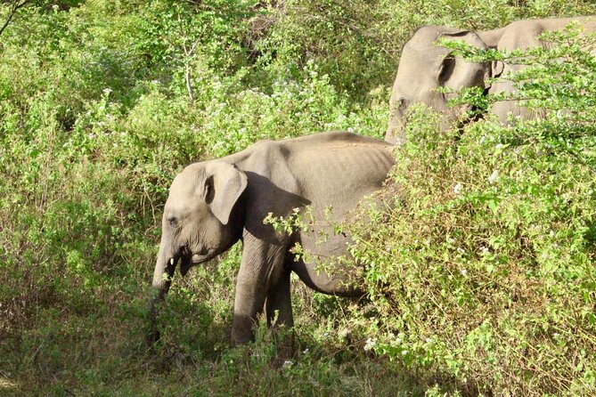 Udawalawe National Park Day trip - Should You Book the Udawalawe Day Trip?