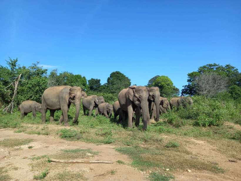 Udawalawe National Park: Elephant Safari with Expert Guide - Key points to know before booking
