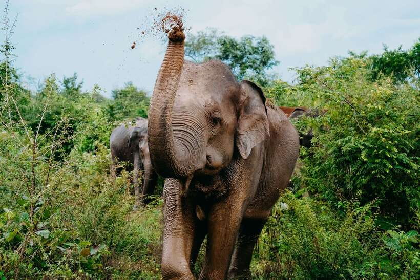Udawalawe National Park: Elephant Safari with Expert Guide - Why Udawalawe is a strong elephant safari choice