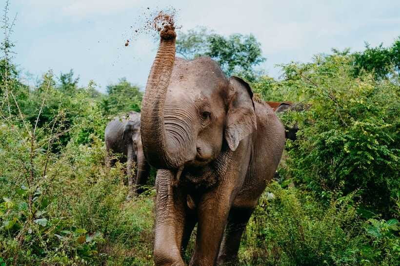 Udawalawe National Park: Elephant Safari with Expert Guide - Four hours or a longer 7 to 10-hour safari?