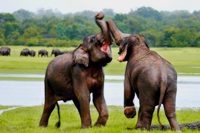 Udawalawe National Park Entrance Ticket with Private Safari - What the $27 Udawalawe safari includes