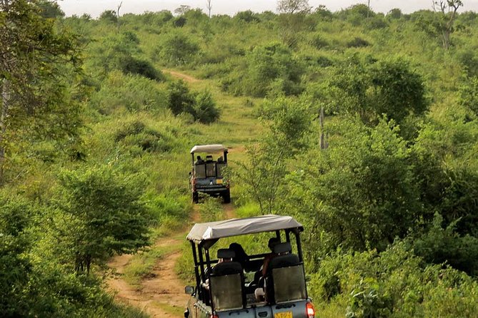 Udawalawe National Park Entrance Ticket with Private Safari - Why the guide can make or break the outing