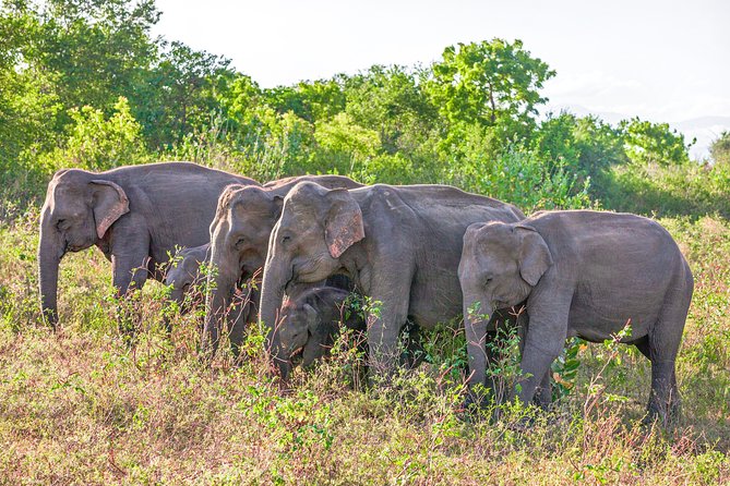 Udawalawe National Park Entrance Ticket with Private Safari - Entering a park shaped by water and open plains