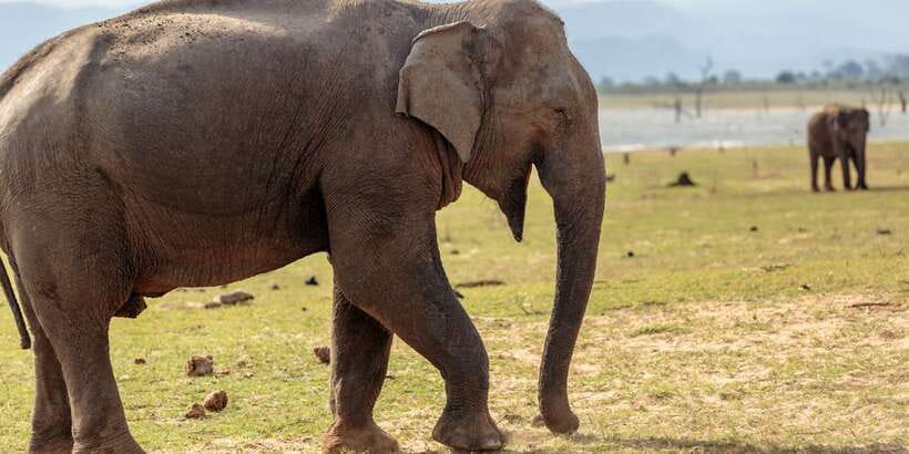 Udawalawe National Park Private Full-Day Safari - Why Udawalawe is a strong choice for elephant watching