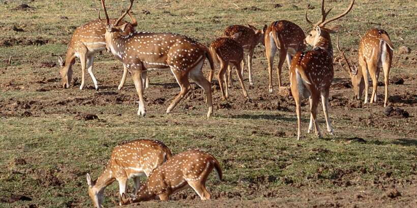 Udawalawe National Park Private Full-Day Safari - The grasslands are your best place to scan for movement
