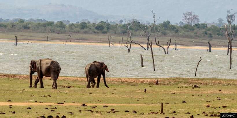 Udawalawe National Park Private Full-Day Safari - Elephants near the reservoir are the day’s big moment