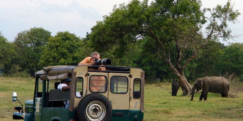 Udawalawe National Park Private Full-Day Safari - Forest and marsh sections reward patient eyes