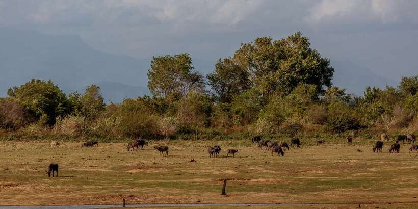 Udawalawe National Park Private Full-Day Safari - Is $50 good value once the extras are counted?