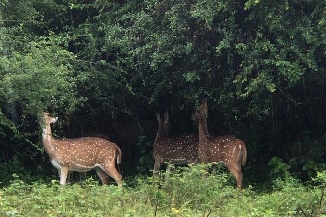 Udawalawe National Park Private Safari Tour - Why Udawalawe is built around elephants