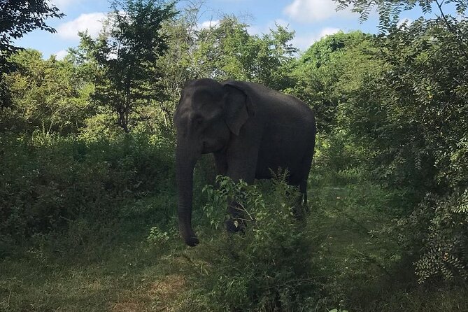 Udawalawe National Park Private Safari Tour - Thilanka’s role in finding wildlife