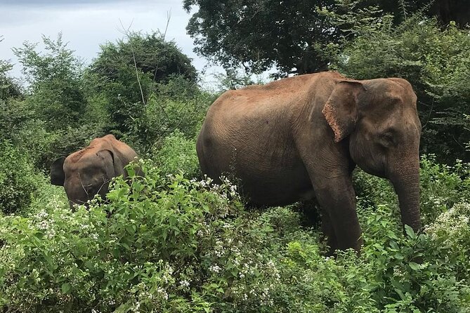 Udawalawe National Park Private Safari Tour - Is $28 a fair price?