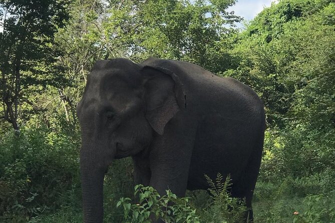 Udawalawe National Park Private Safari Tour - Who will enjoy this safari most?