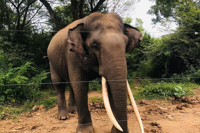 Udawalawe National Park Private Safari Tour - Practical details before you book