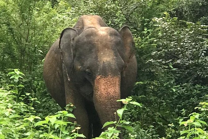 Udawalawe National Park Private Safari Tour - Starting at 6:00 am or 2:00 pm
