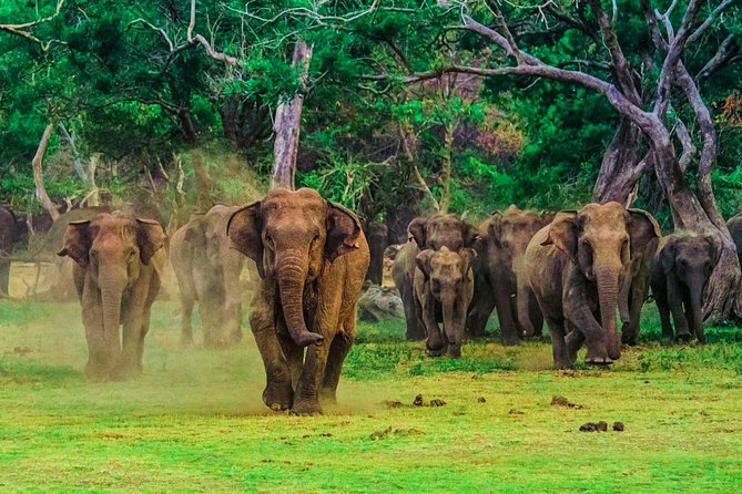 Udawalawe National Park Safari - The 6:00 am Start Gives You the Best Practical Advantage