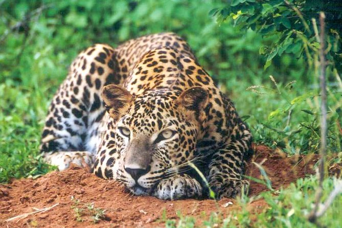 Udawalawe National Park Safari - Birds and Butterflies Reward a Slower Eye