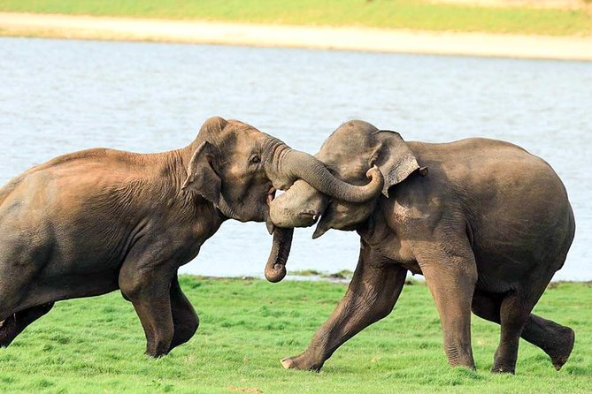 Udawalawe National Park Safari - Is $27 Good Value?