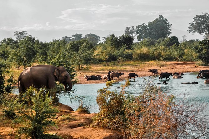 Udawalawe National Park Safari - Timing, Weather, and the Small Things to Pack