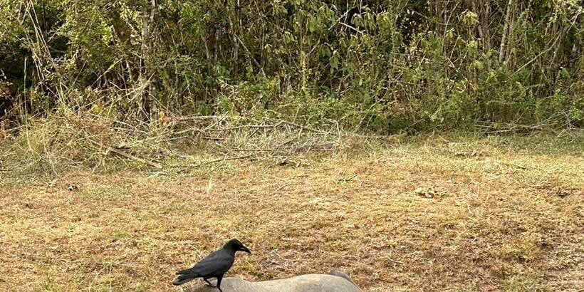 Udawalawe National Park Safari and Elephant Transit Home - Five useful things to know before you book
