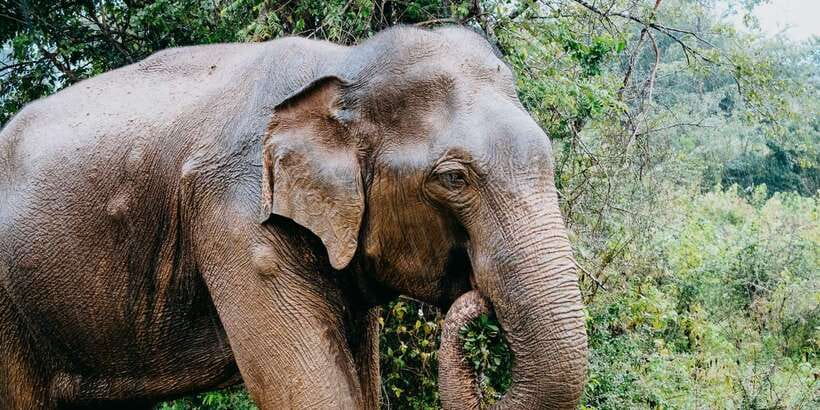 Udawalawe National Park Safari and Elephant Transit Home - Who should book this Udawalawe experience