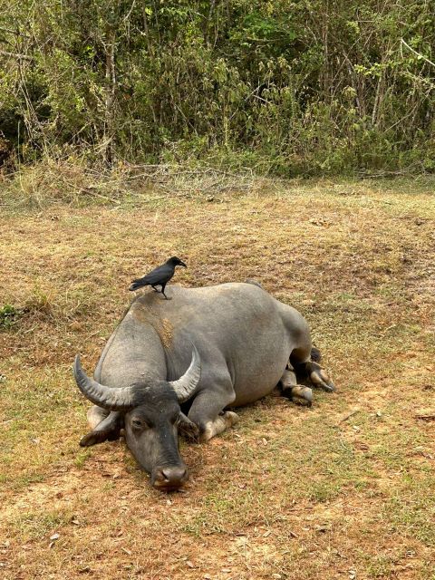 Udawalawe National Park Safari and Elephant Transit Home - Should you book it?