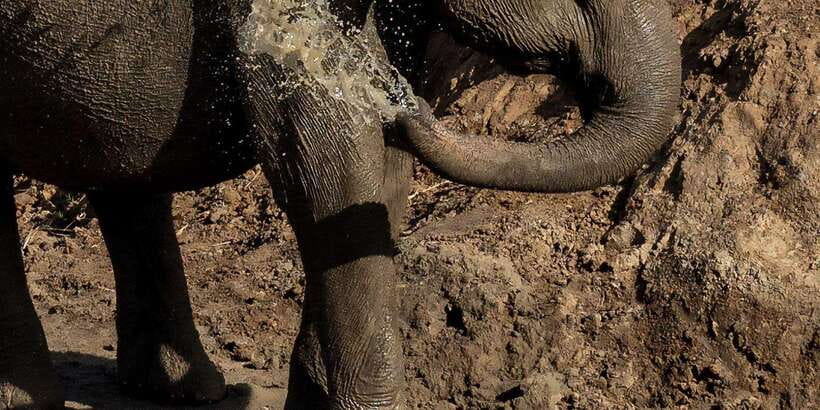 Udawalawe National Park Safari and Elephant Transit Home - The private jeep changes the pace