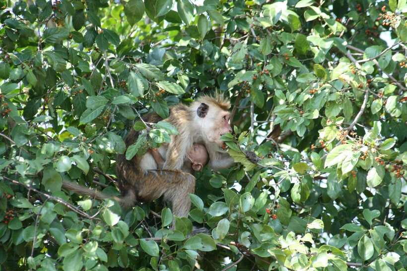 Udawalawe: National Park Safari & Elephant Transit Home Tour - The best time to go