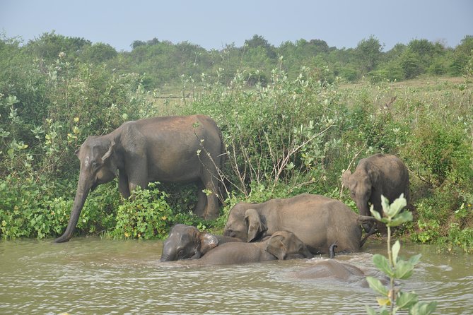 Udawalawe National Park Safari from Bentota - Why Udawalawe is worth the long ride