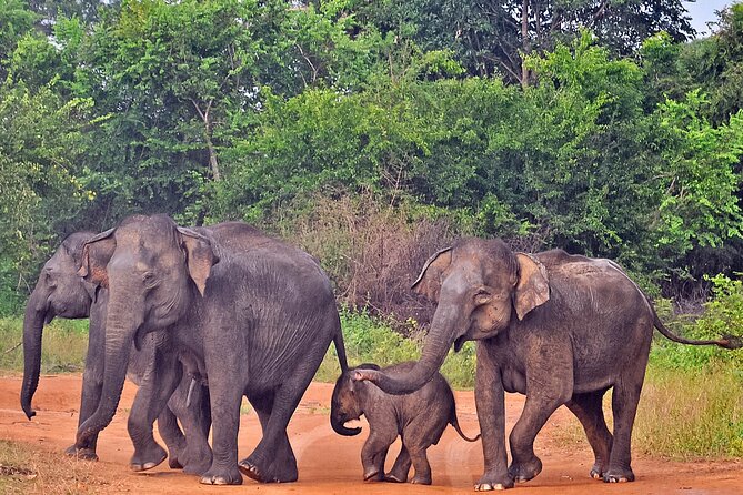 Udawalawe National Park Safari from Galle - The 11:30 am pickup and private car ride