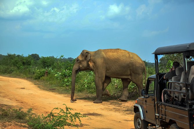 Udawalawe National Park Safari from Galle - What the $107 price really covers