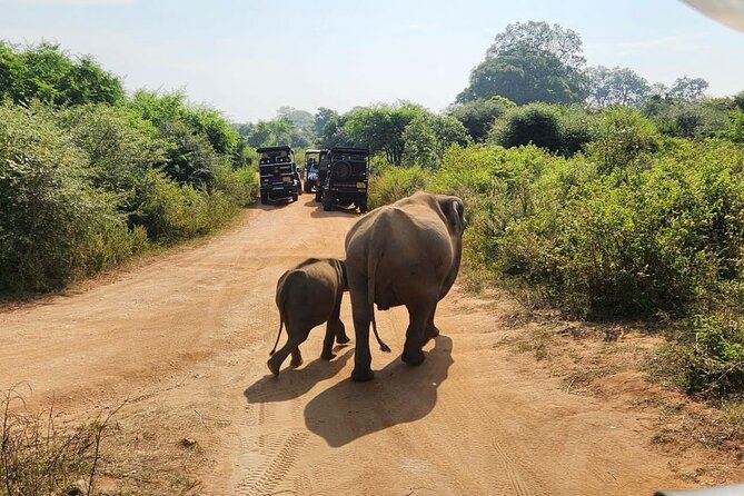 Udawalawe National Park Safari | From Hambantota Port - What the guide adds to the experience