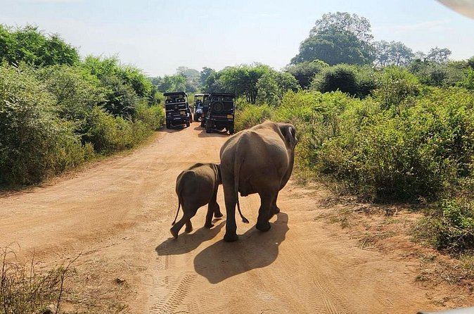 Udawalawe National Park Safari | From Hambantota Port - What you should bring and plan for