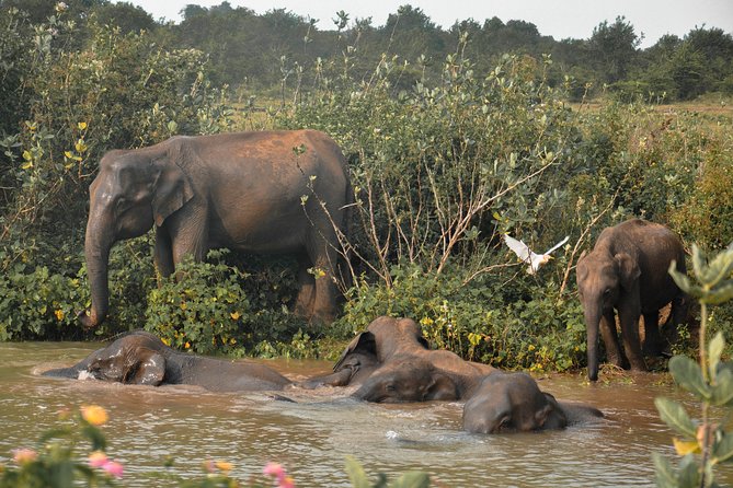 Udawalawe National Park Safari from Mirissa - Is $92 good value?