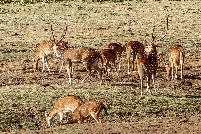 Udawalawe National Park Safari from Unawatuna - A Three-Hour Safari Is Enough, With Limits