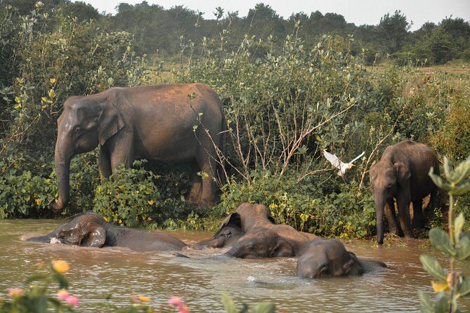 Udawalawe National Park Safari from Unawatuna - Practical Details Before You Book