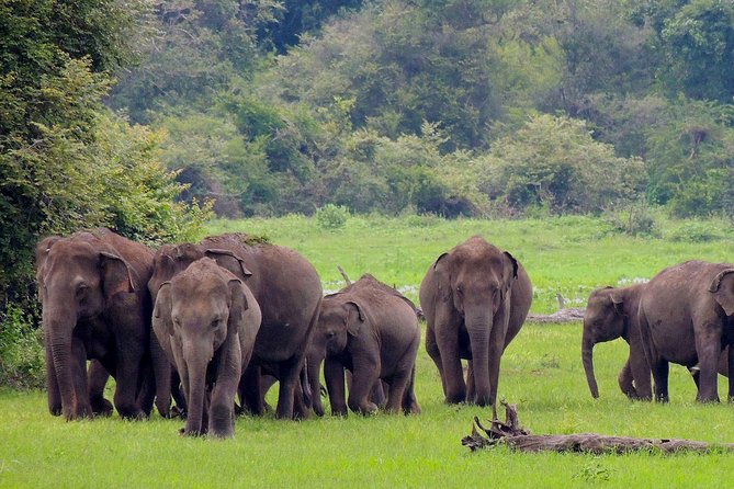 Udawalawe National Park Safari from Weligama - The 11:00 am pickup and long road transfer