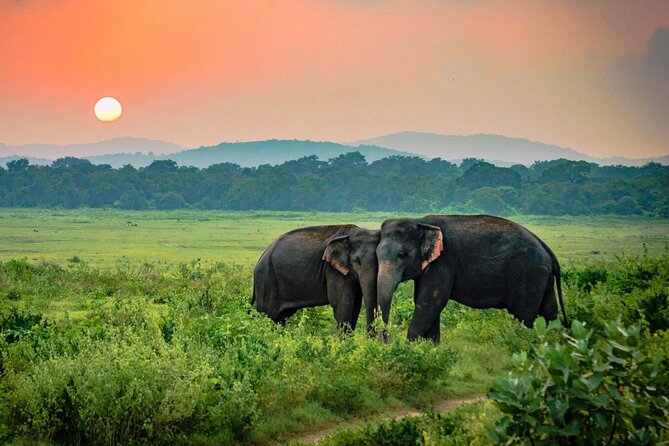 Udawalawe National Park Safari from Weligama - What the $92 price really covers