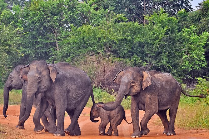 Udawalawe National Park Safari from Weligama - Who will enjoy this safari most