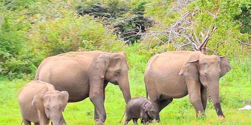 Udawalawe National Park Safari Tour - Key points to know before booking