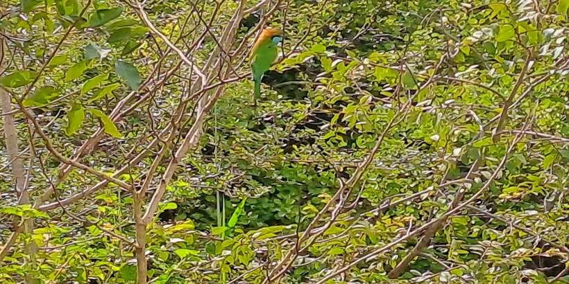 Udawalawe National Park Safari Tour - Cancellation, payment, and language
