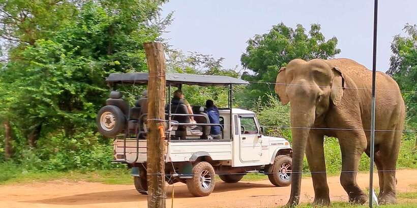 Udawalawe National Park Safari Tour - Why Udawalawe is a strong choice for elephant watching