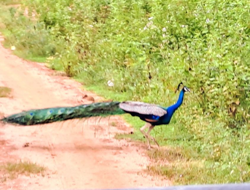 Udawalawe National Park Safari Tour - Watching elephant herds in their natural surroundings